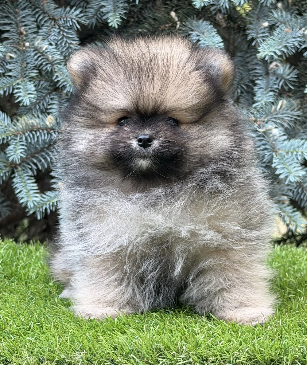 Pomerániai törpe spitz kislány