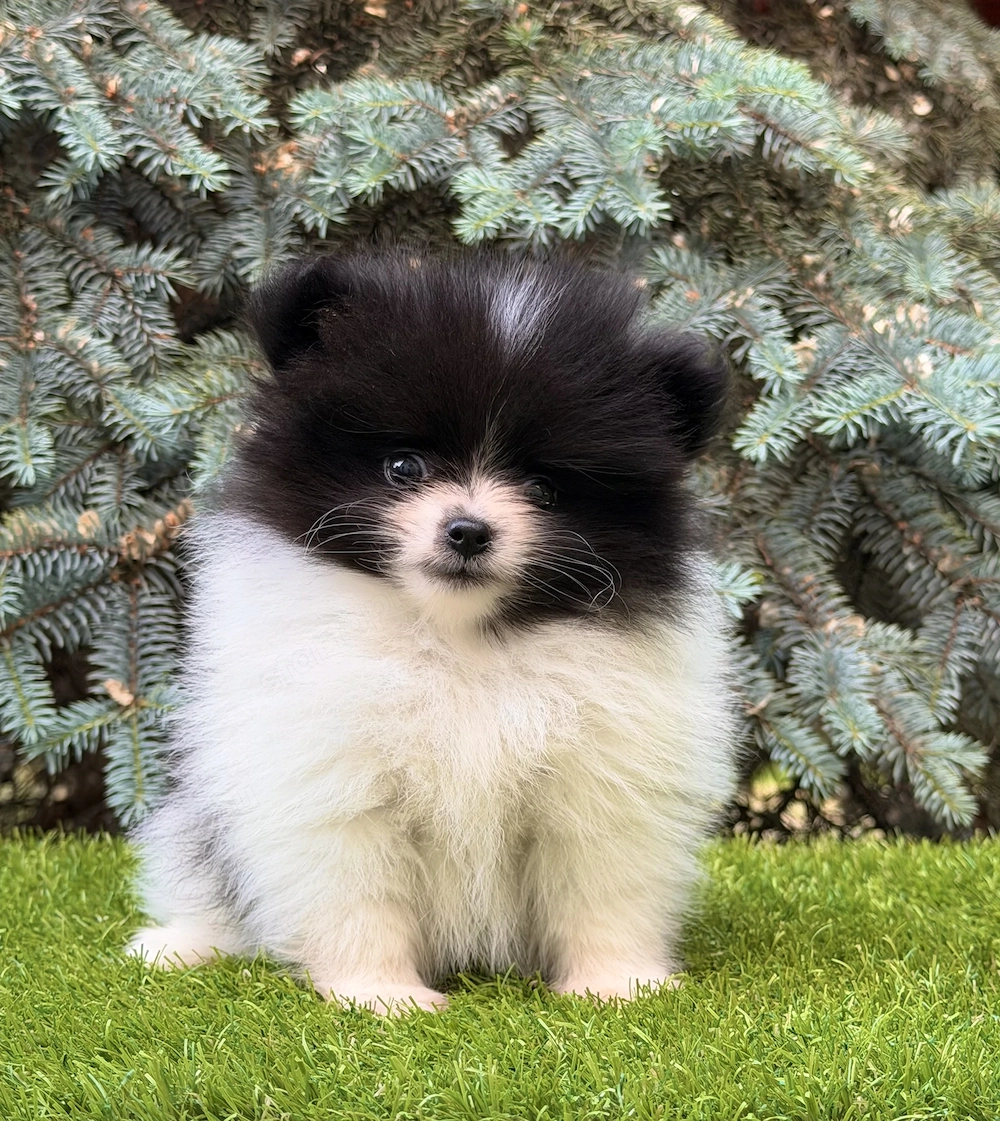 Pomerániai törpe spitz fiú