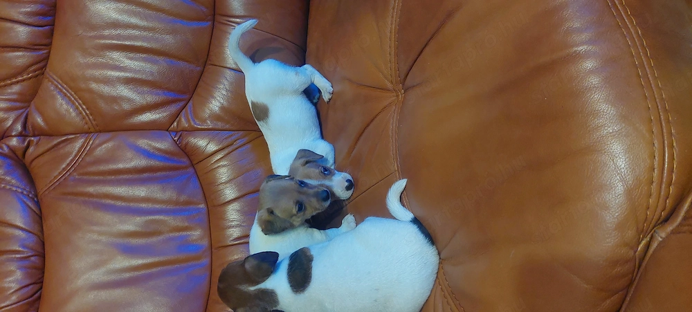 Eladó jack Russell kis kanok 