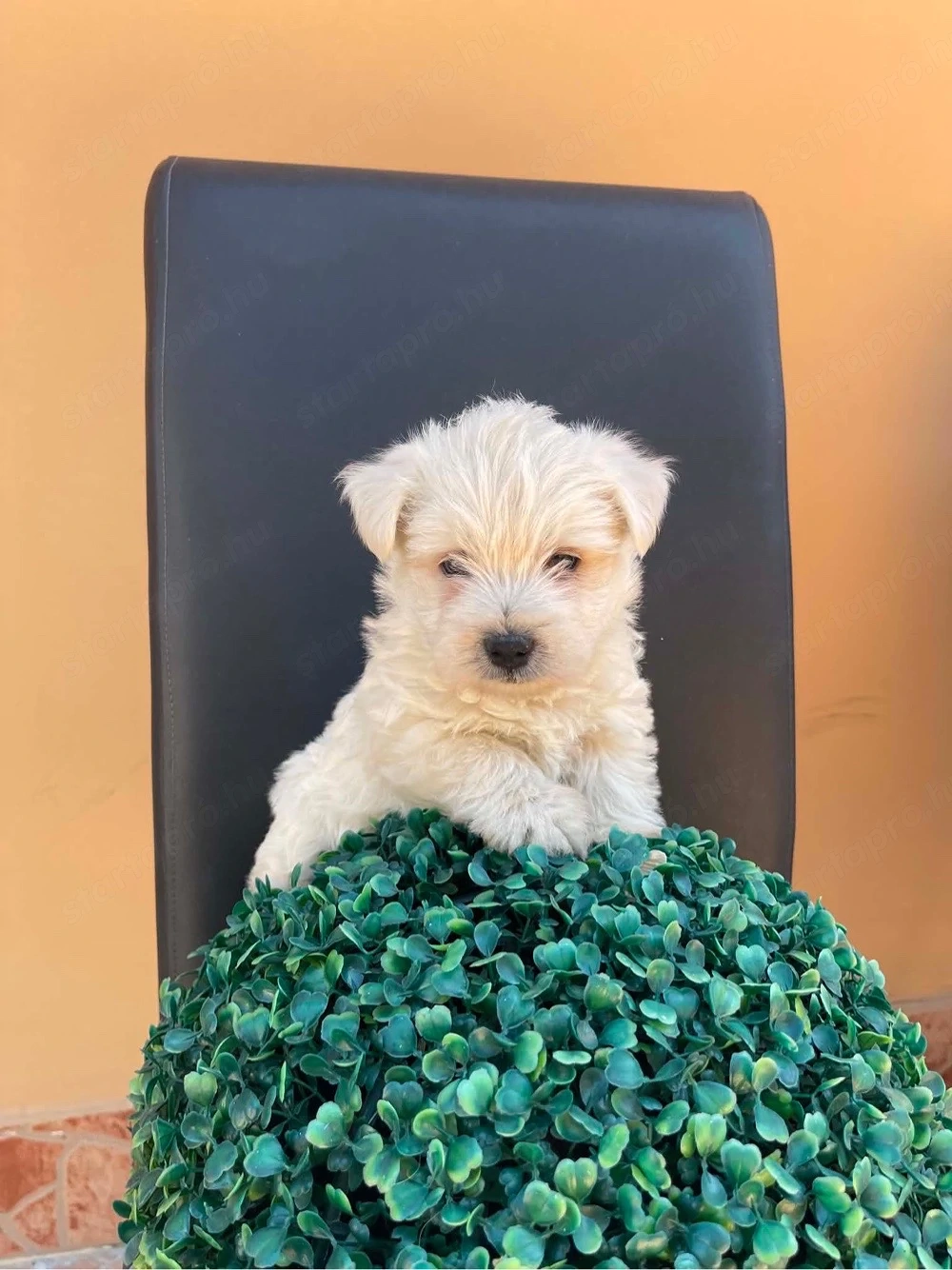 Westie kiskutya