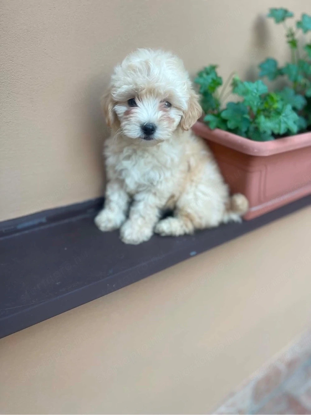 Maltipoo kislány kiskutya