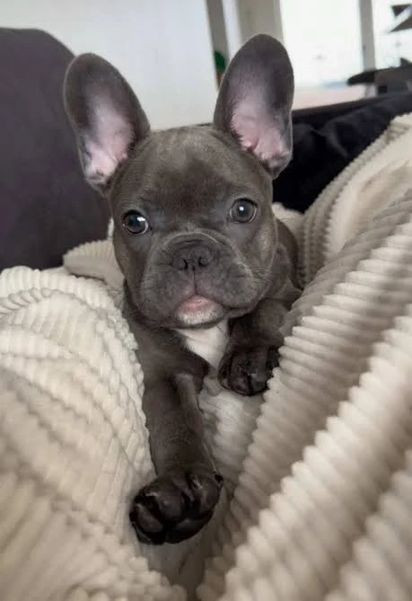 Francia bulldog