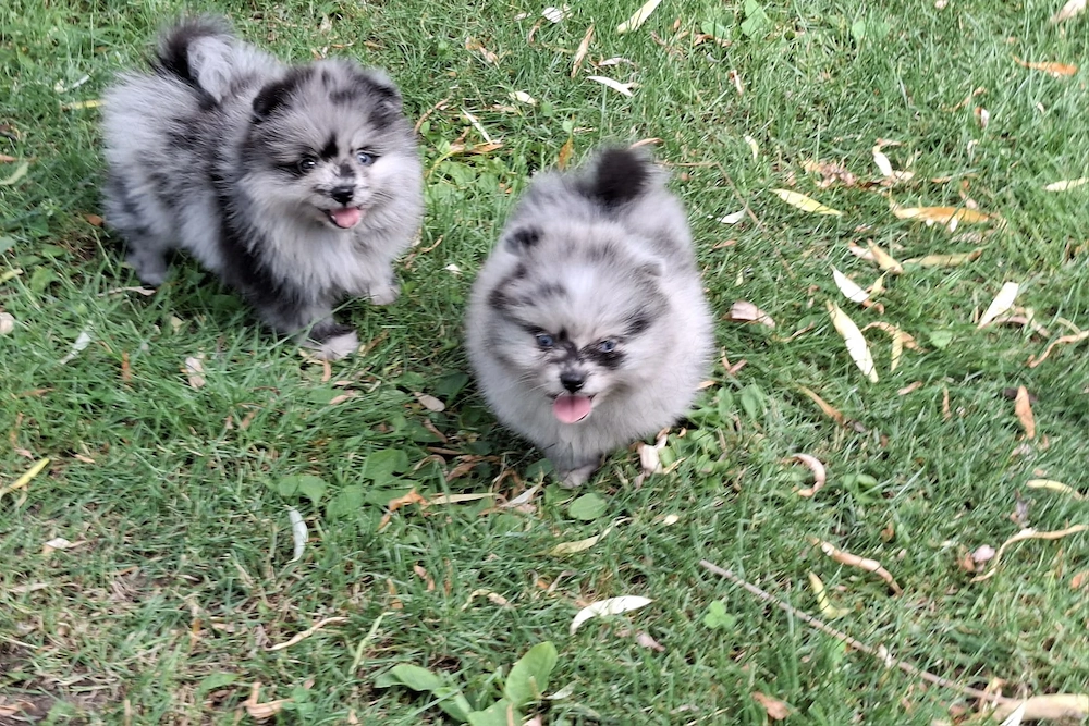 pomerániai törpe spitz  blue merle pomi törzskönyvezett kiskutyák 