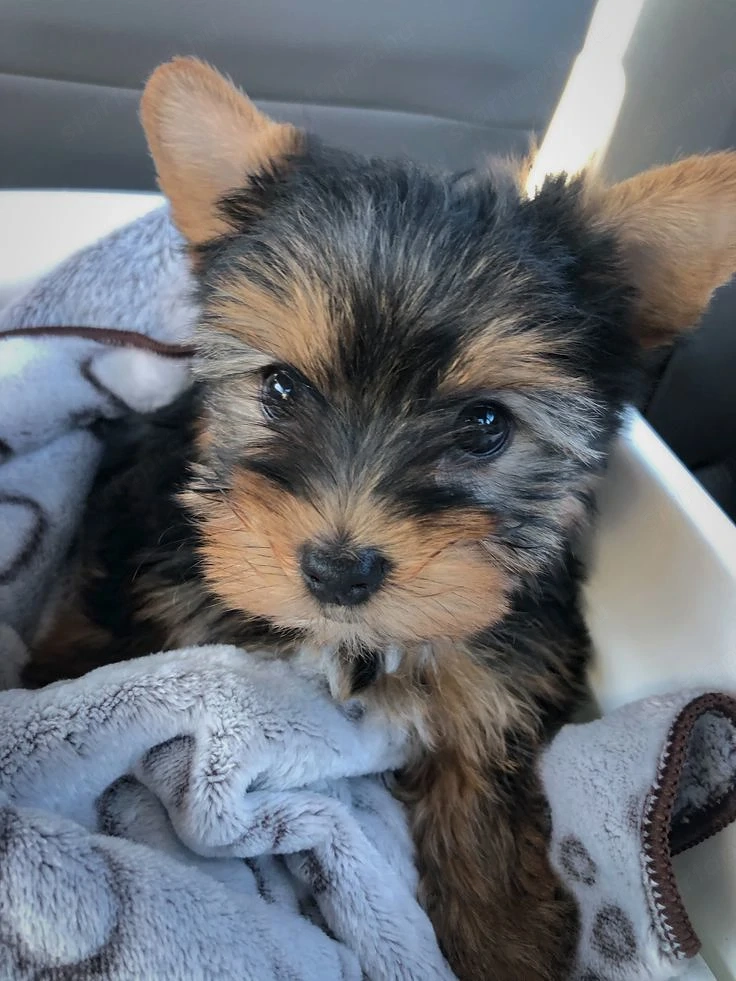 Yorkshire terrier kölykök 