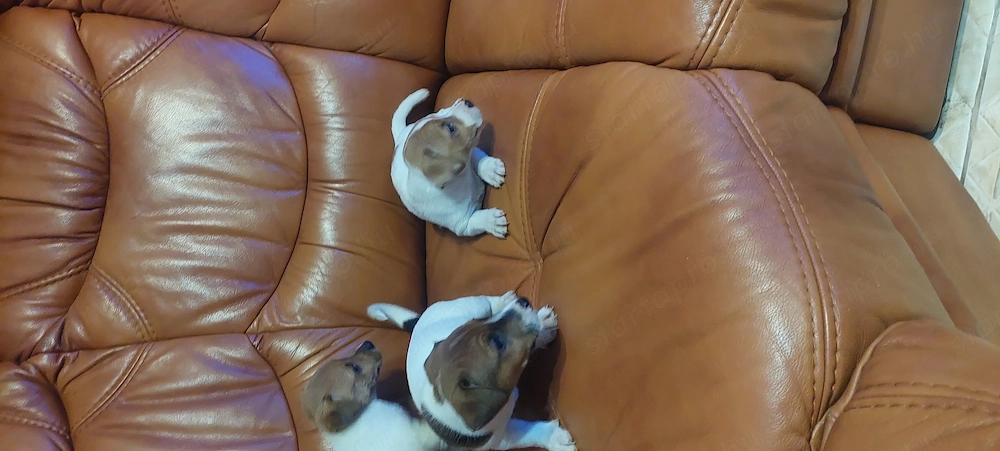 Eladó jack Russell kis kutyák 
