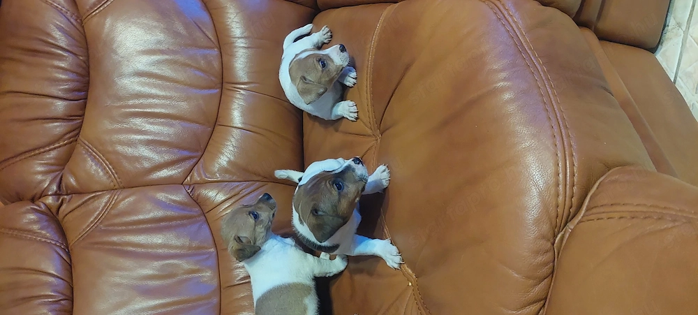 Eladó jack Russell kis kutyák 