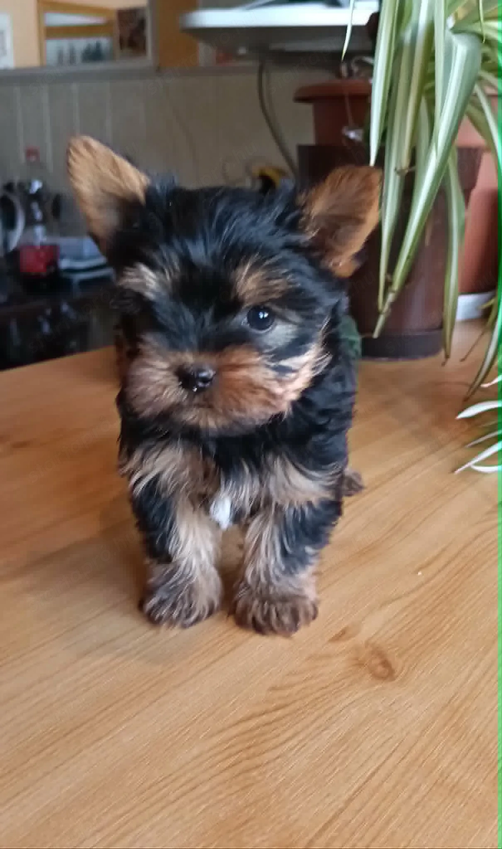  Kicsike Yorkshire terrier kisfiú (Yorki)