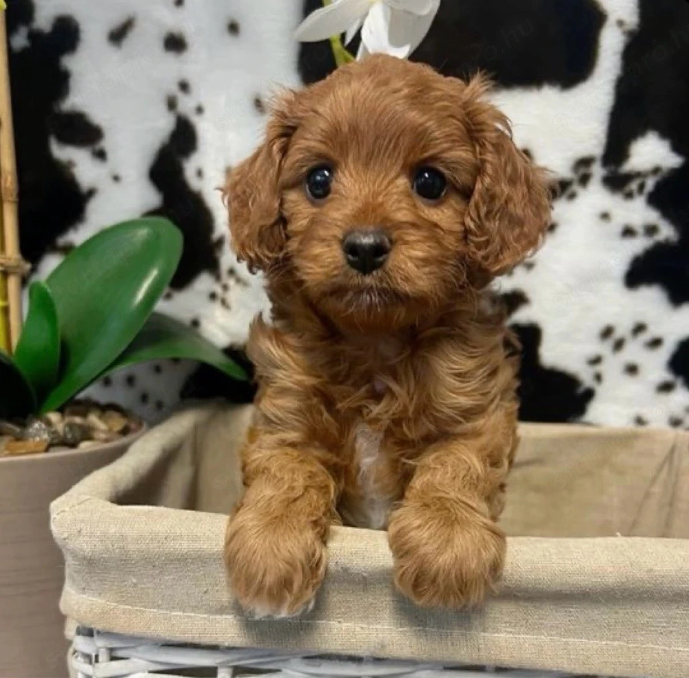   toy uszkár maltipoo kiskutyák  