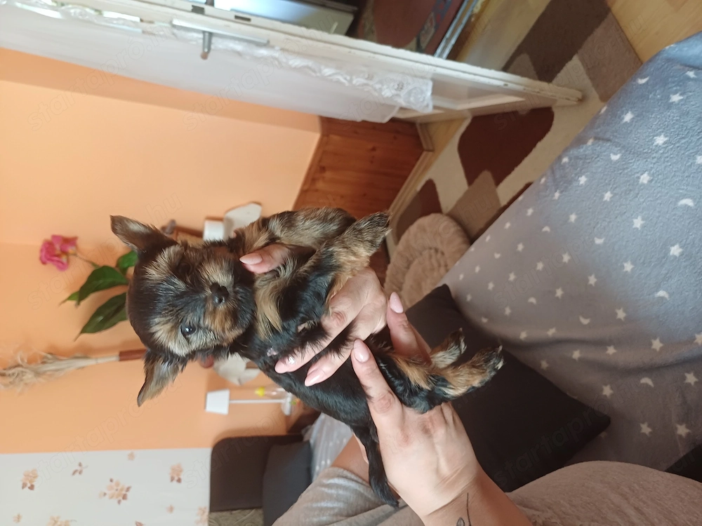 Mini yorki kiskutya 