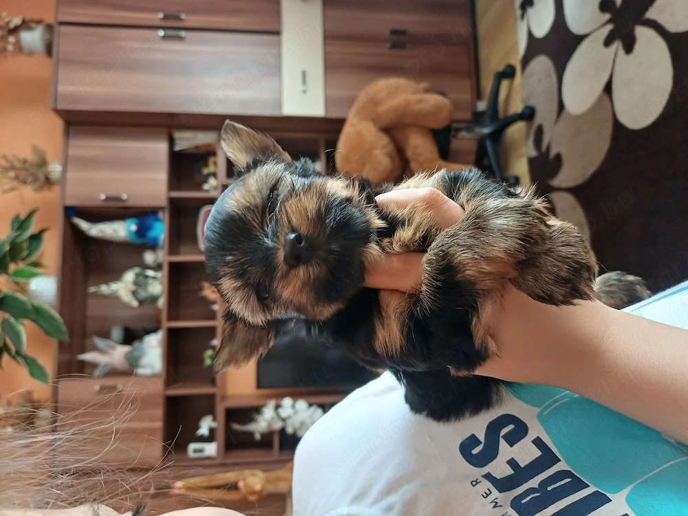 Mini yorki kisfi  elad 