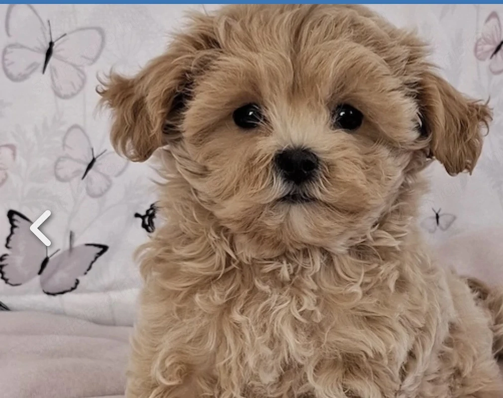 Mini Maltipoo kölyök kiskutya 