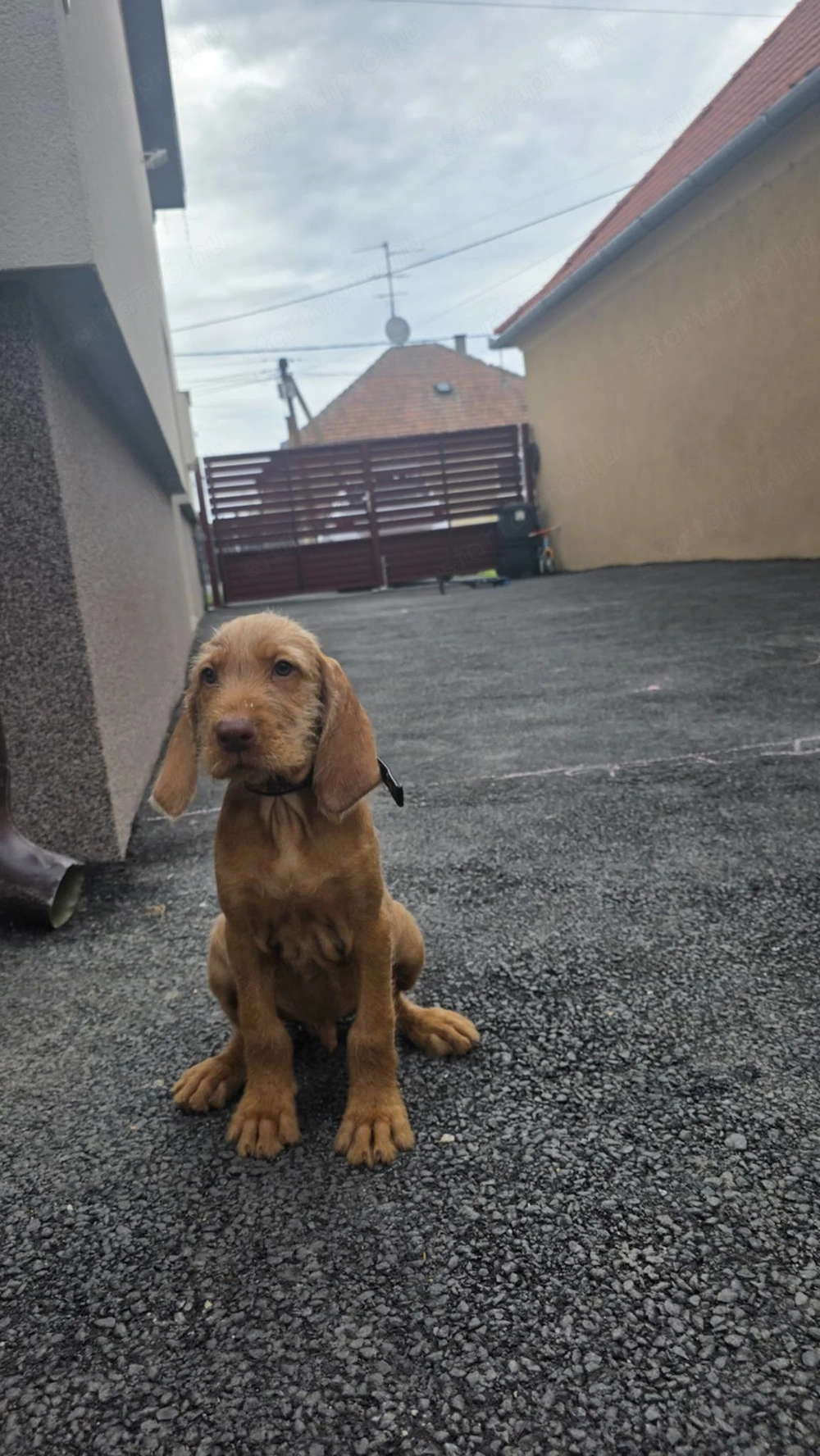Drótszőrű Magyar vizsla kisfiú