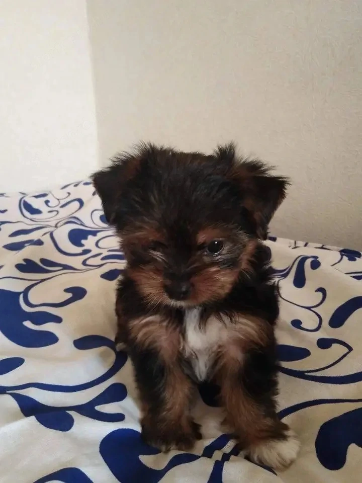 Mini yorkshire terrier kiskutyák 