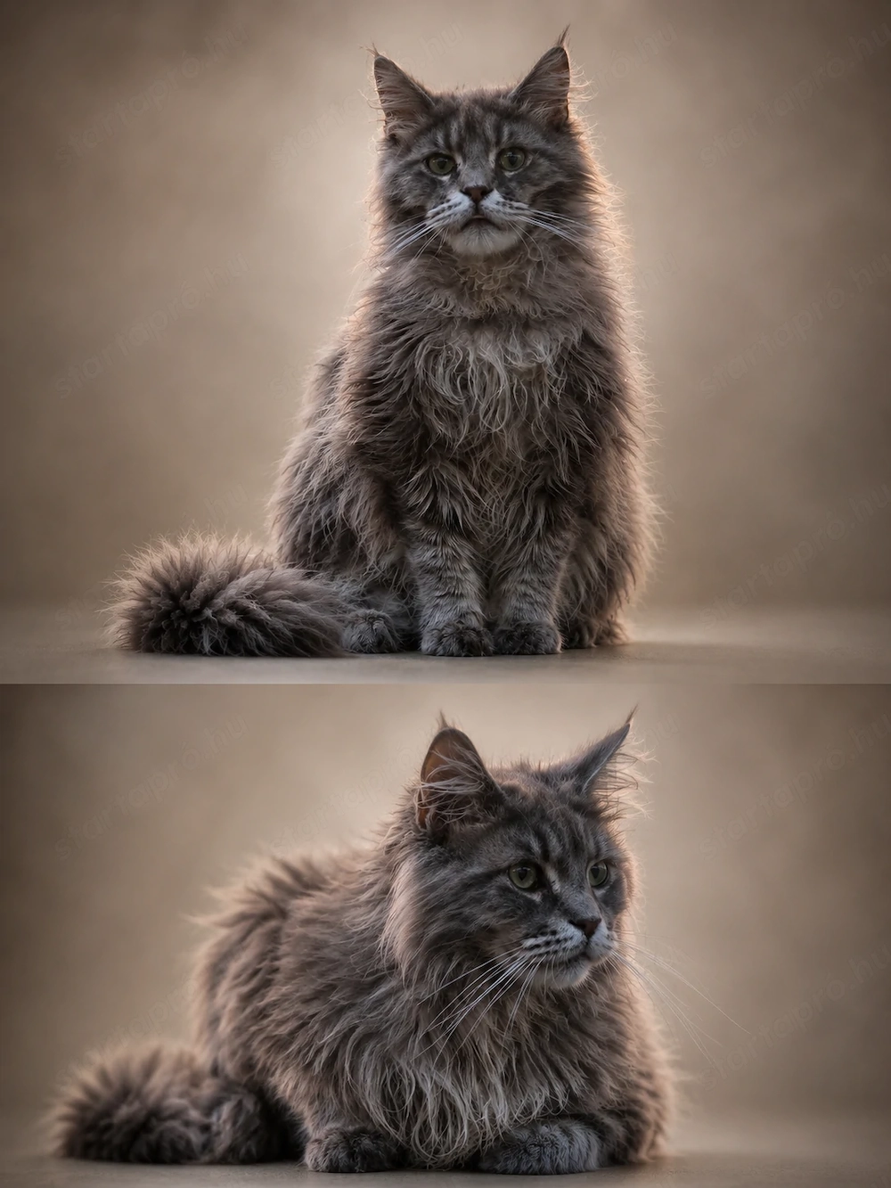Maine coon kiscica 