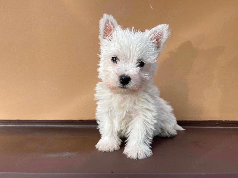 Westie kiskutyák