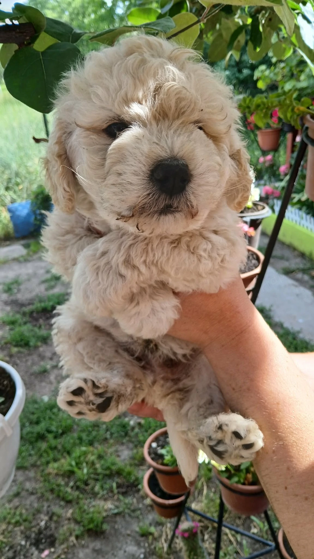 Puli kisfiú eladó
