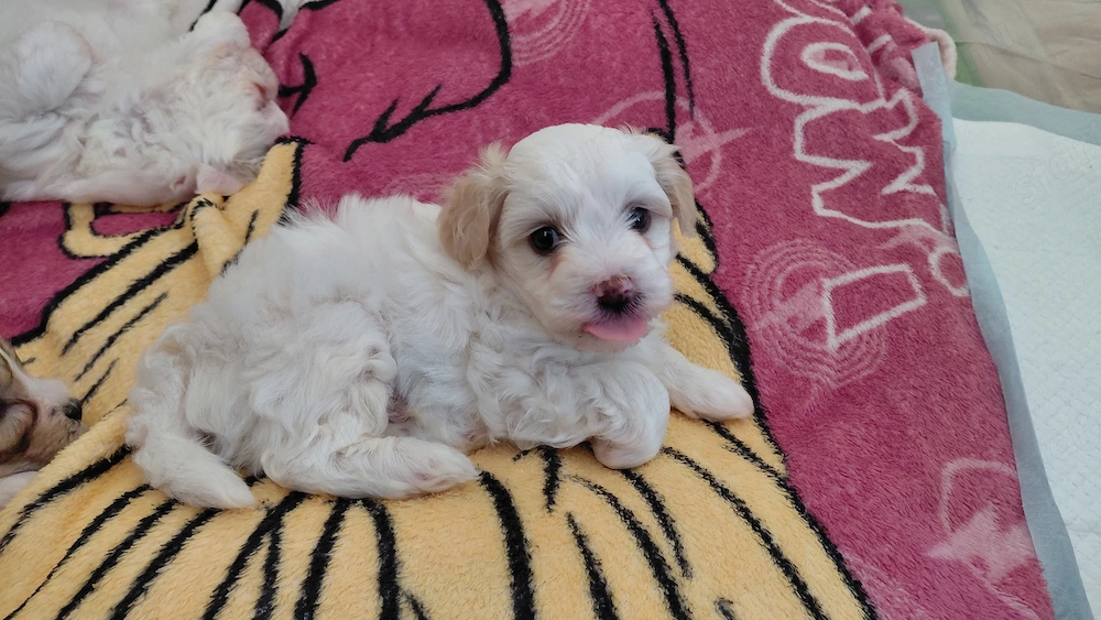Bichon Havanese kiskutya