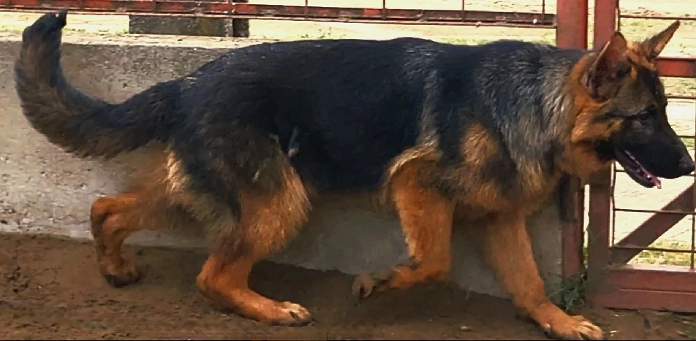 7 honapos németjuhász szuka