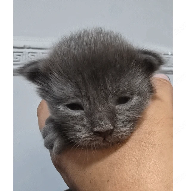 Maine coon kölyök 