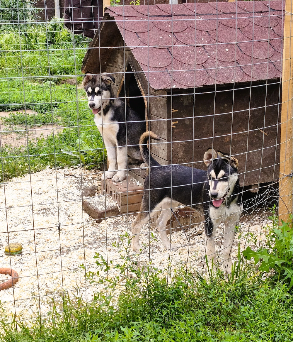 Eladó Husky kiskutyák, 1 kan, 1 szuka, oltva, kiskönyv