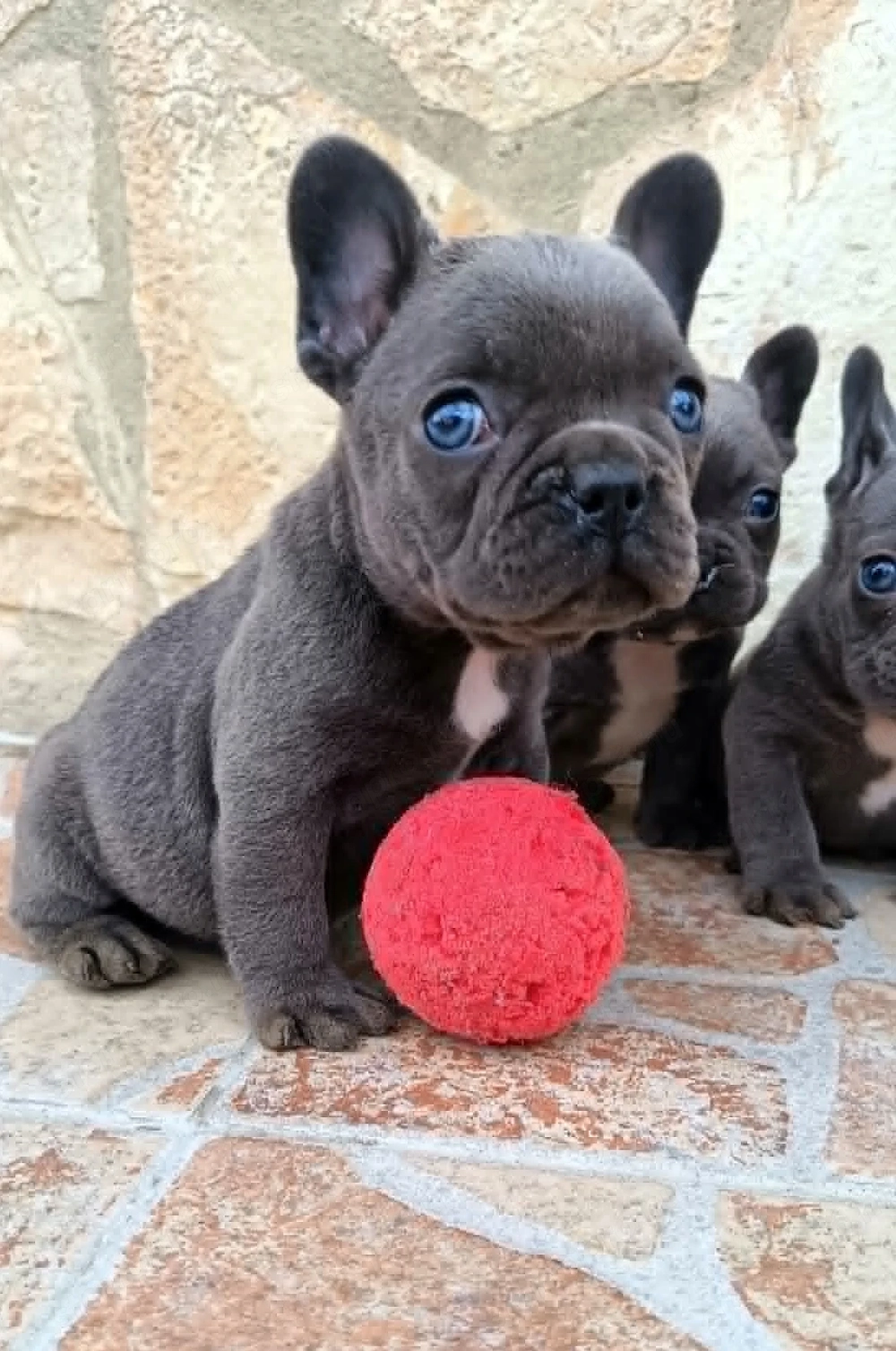  Francia bulldog kiskutyák, kék (blue)