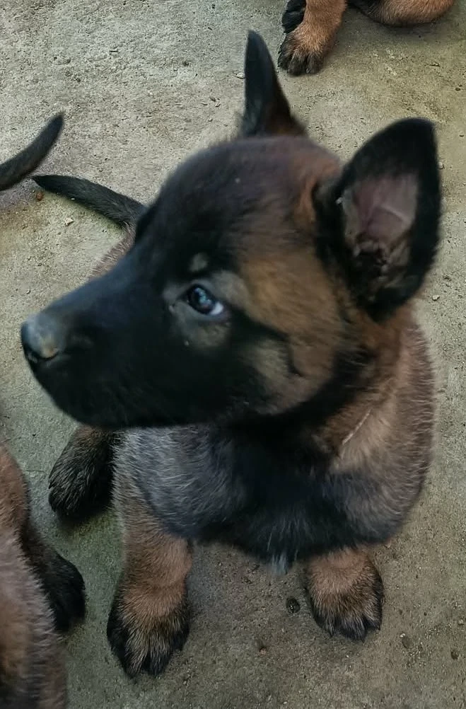 Belga juhász malinois kiskutyák törzskönyvezett szülőktől eladók