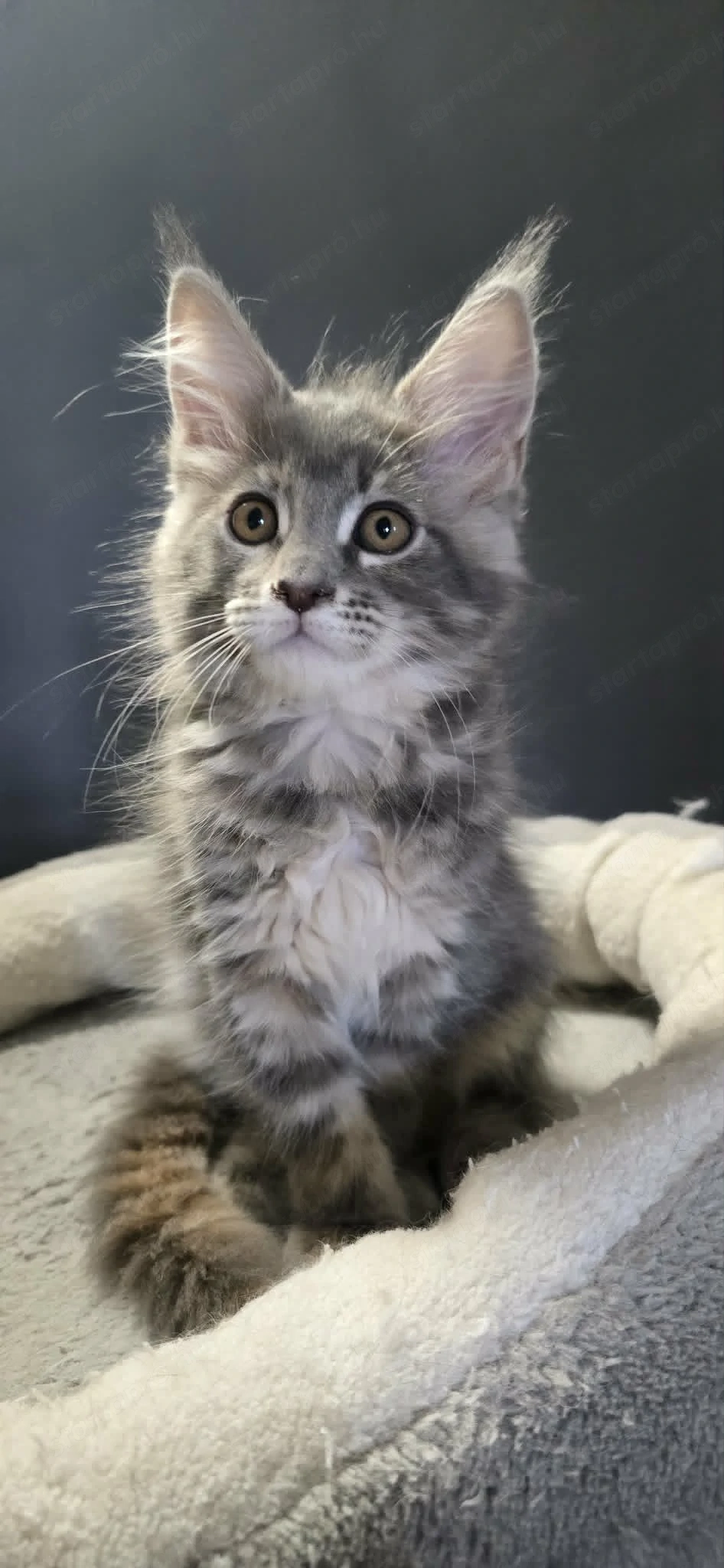 Maine Coon Cica szerető otthont keres!