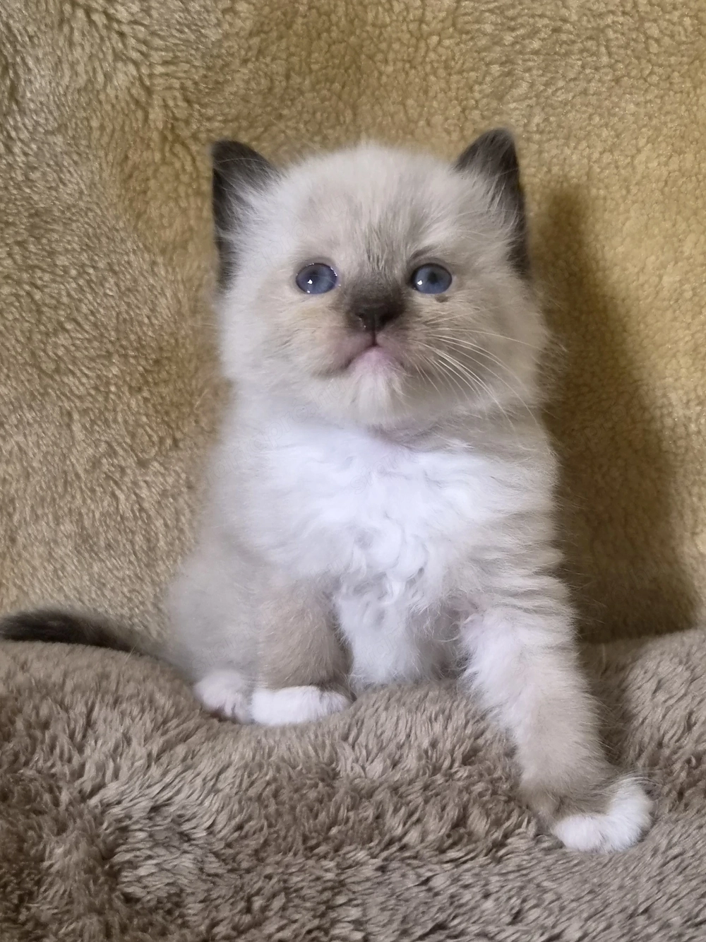 Törzskönyvezett szülőktől Ragdoll babyk foglalhatók!