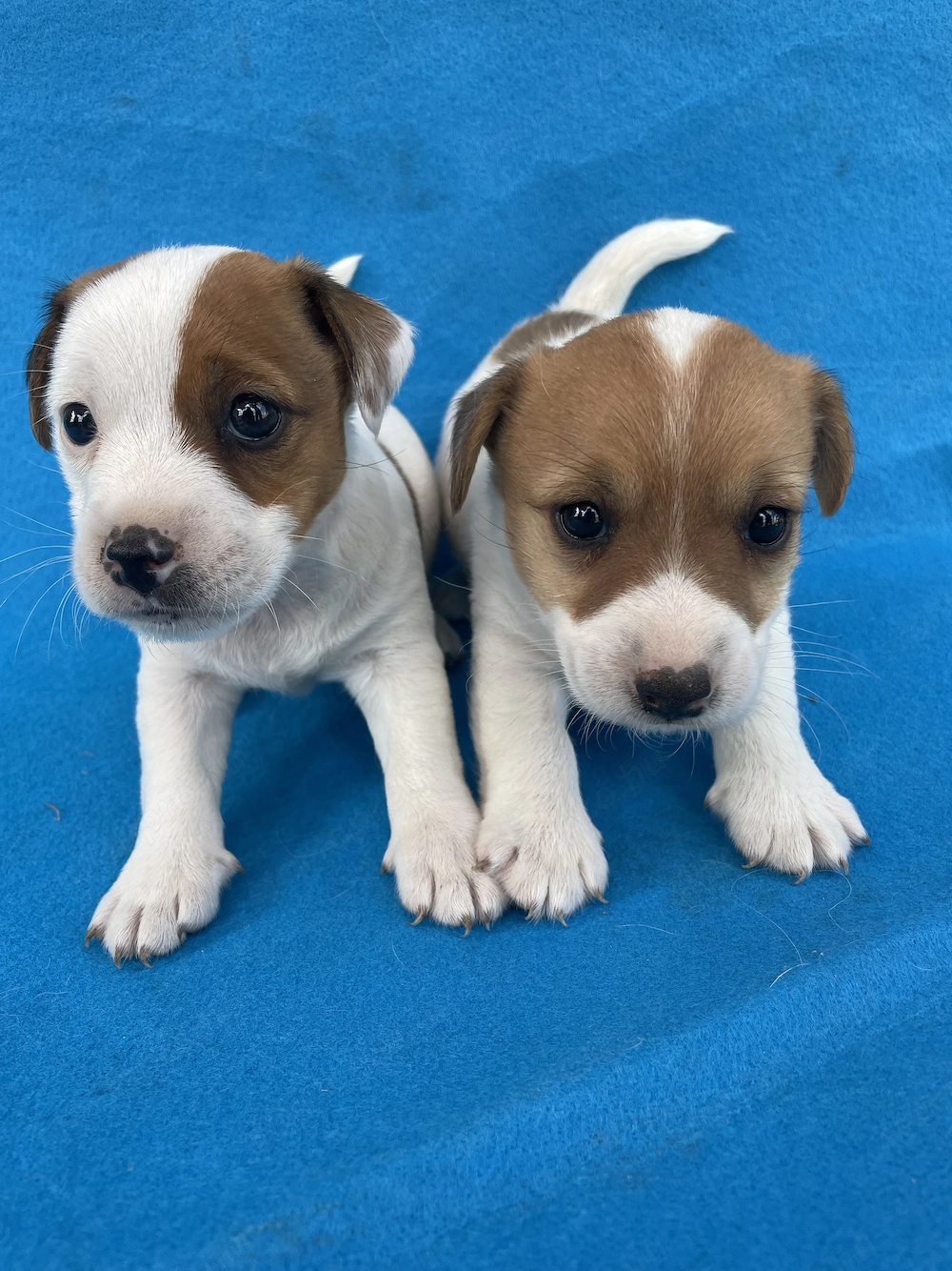 Azonnal elvihető fajta jellegű Jack Russel terrier kiskutyák!