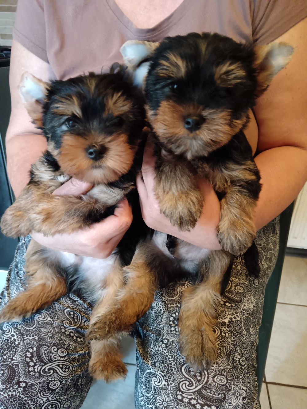 Yorkshire terrier jellegű fiú