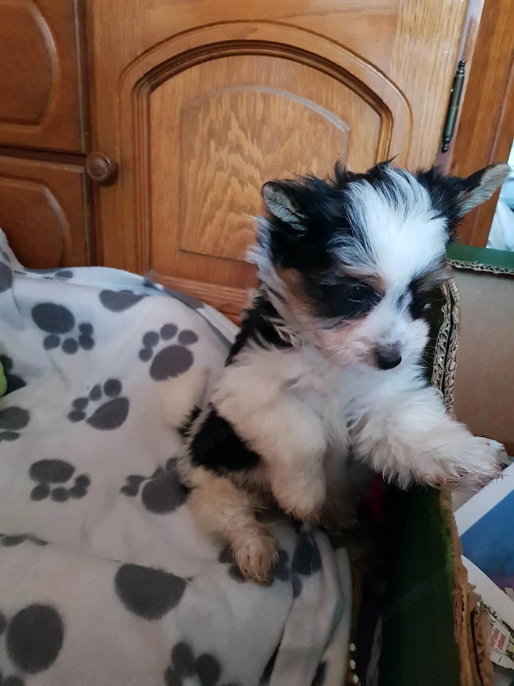 Biewer Yorki Yorkshire terrier 2 hónapos szépséges kicsi kisfiú gazdit keres!