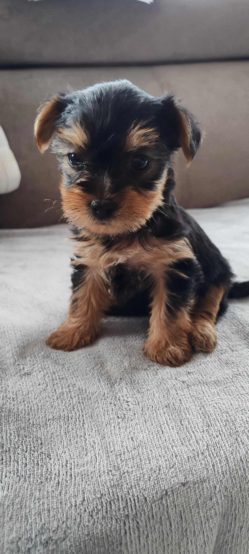 Yorkshire terrier kiskutya 