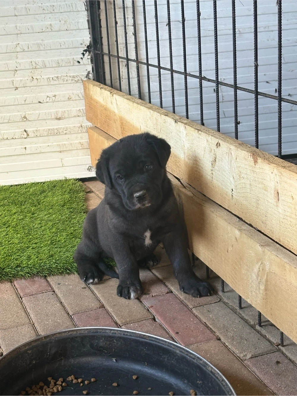 Cane corso kiskutyak 