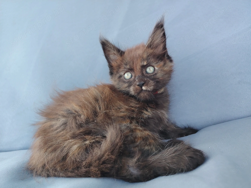 Gazdikereső maine coon kiscicák 