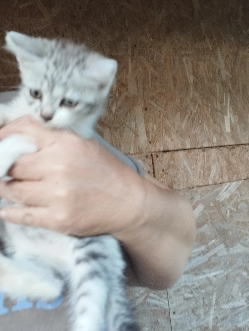 Brit kever k cica