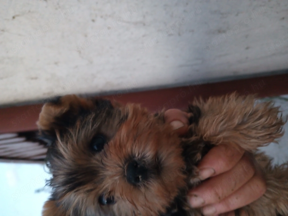 Gazdit keres egy yorkshire terrier (yorki) kiskutya.