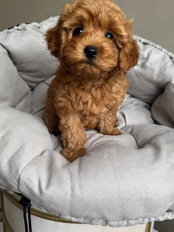 Maltipoo kölykök 