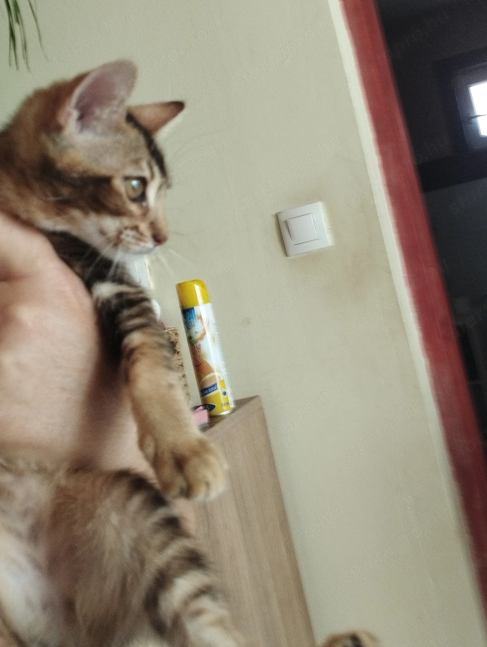Csokibarna abesszin cicus
