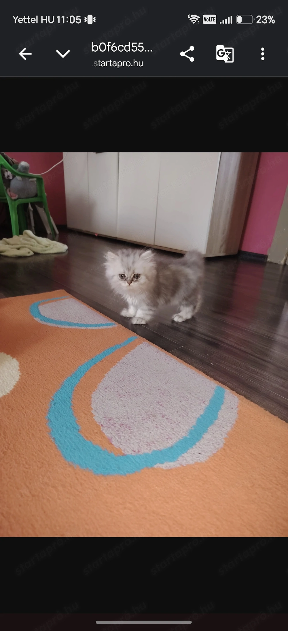 perzsamacska 8hete
