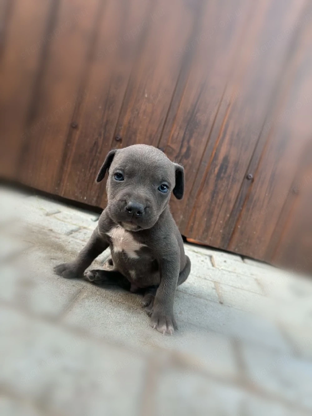 Kék Amerikai staffordshire terrier jellegű kiskutyák 