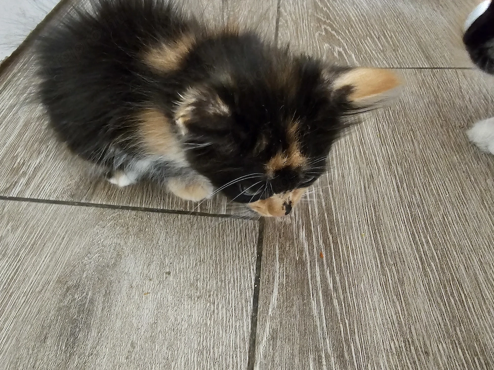 Main coon cica eladó