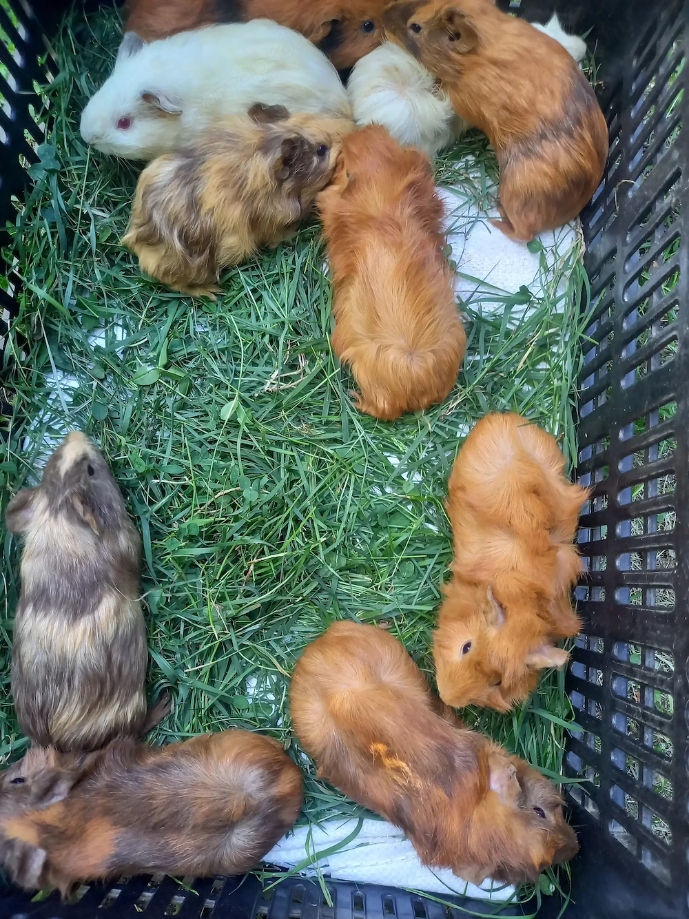 Tengerimalackák eladók