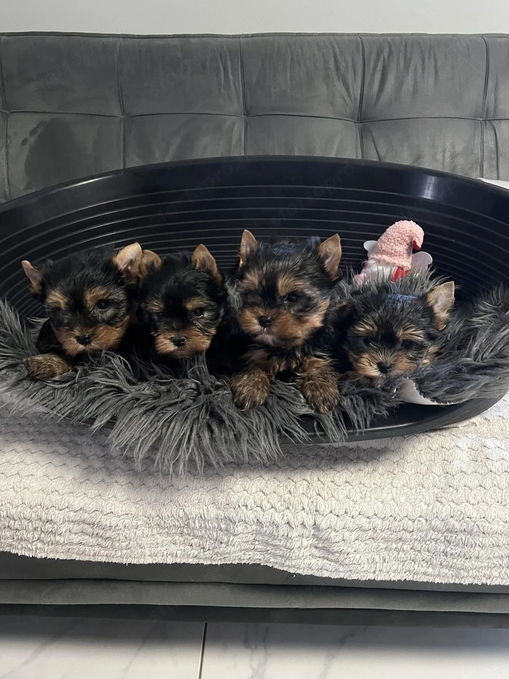 yorkshire terrier kuty k