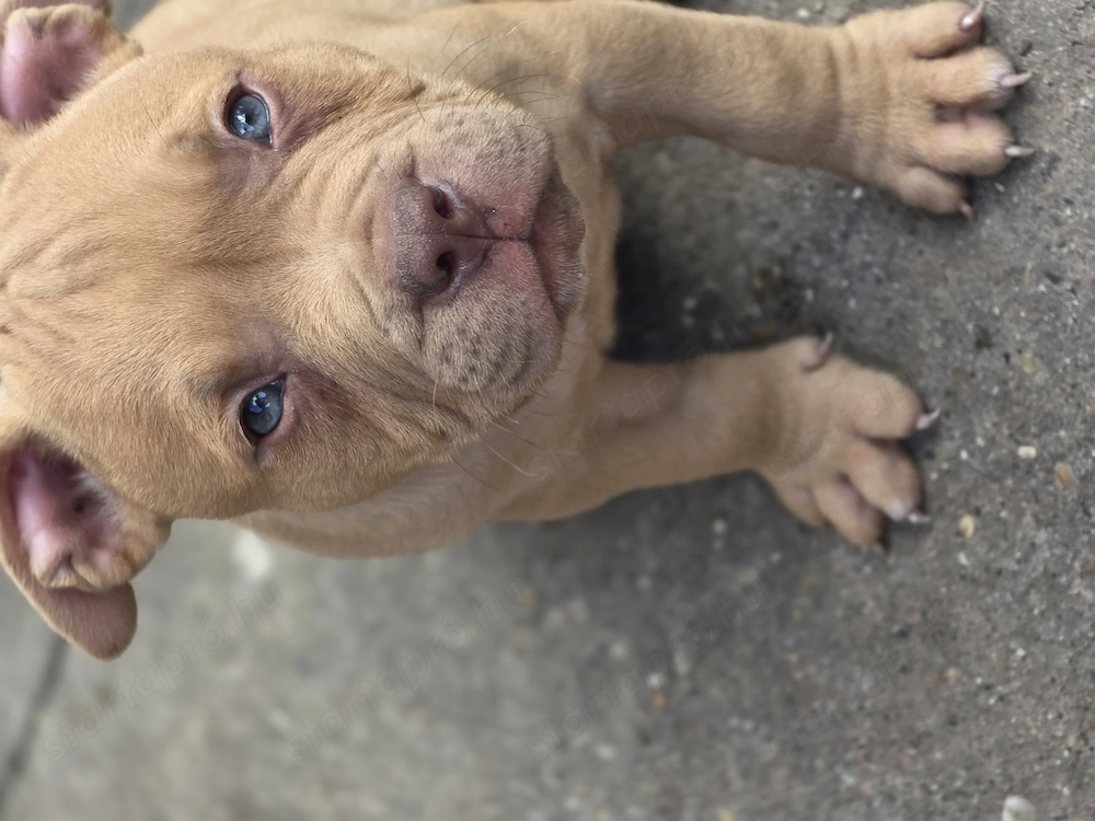 American bully kiskutyák 