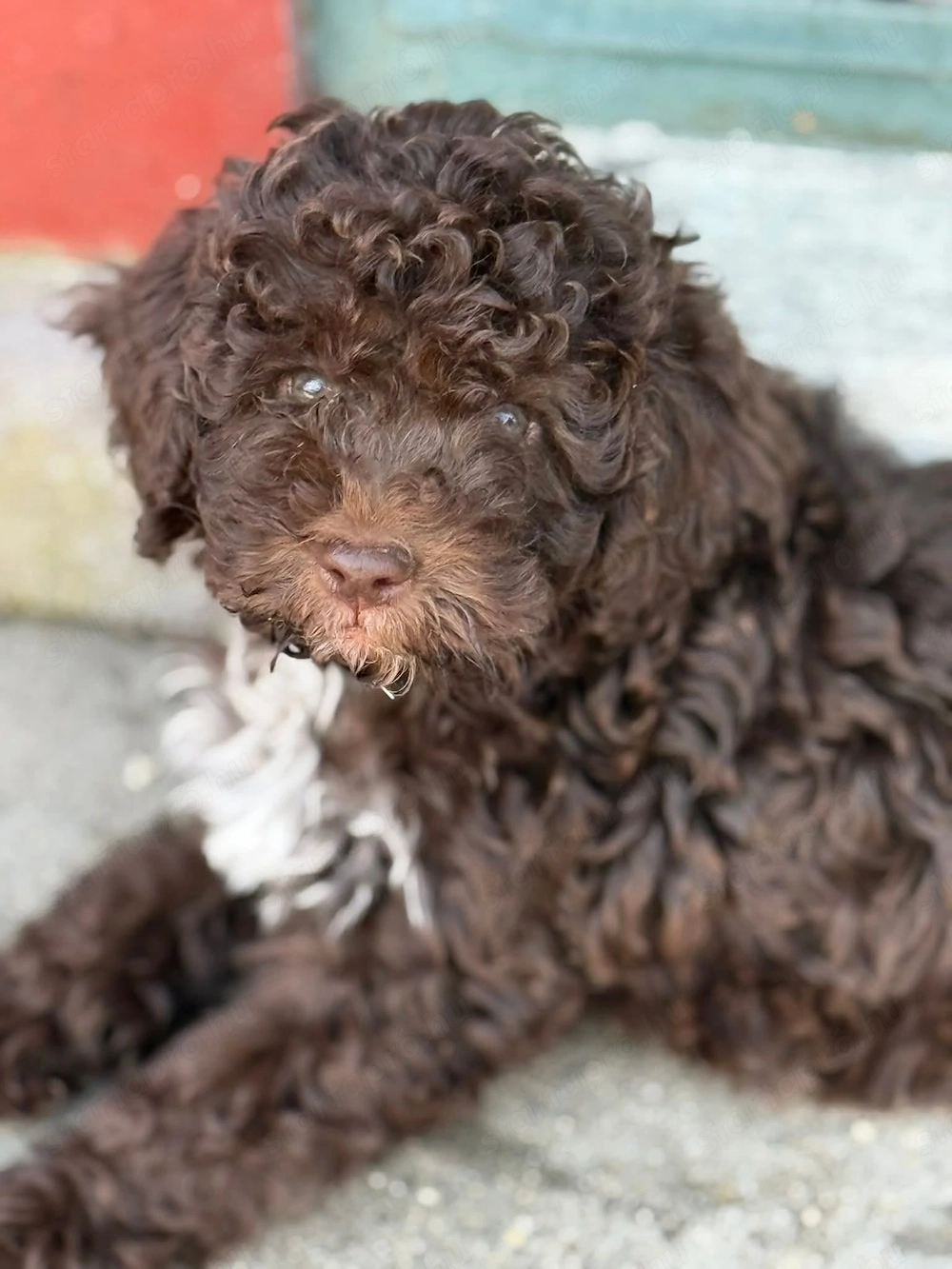 Lagotto Romagnolo 