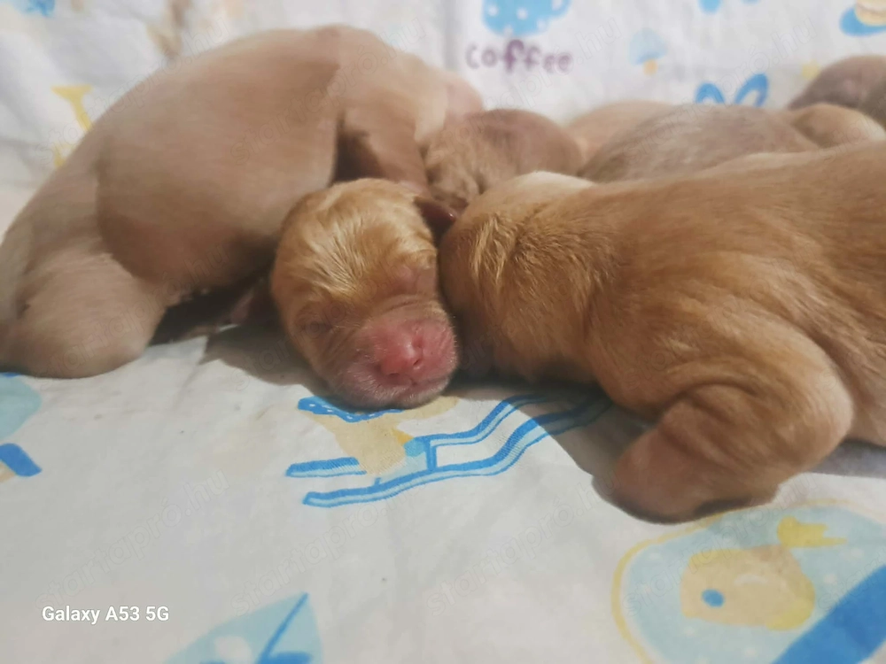 Labradoodle babák augusztusi költözéssel