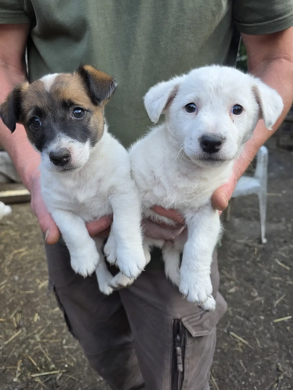 Jack Russel Terrier