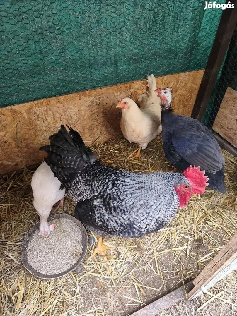 Eladó kakas, kendermagos