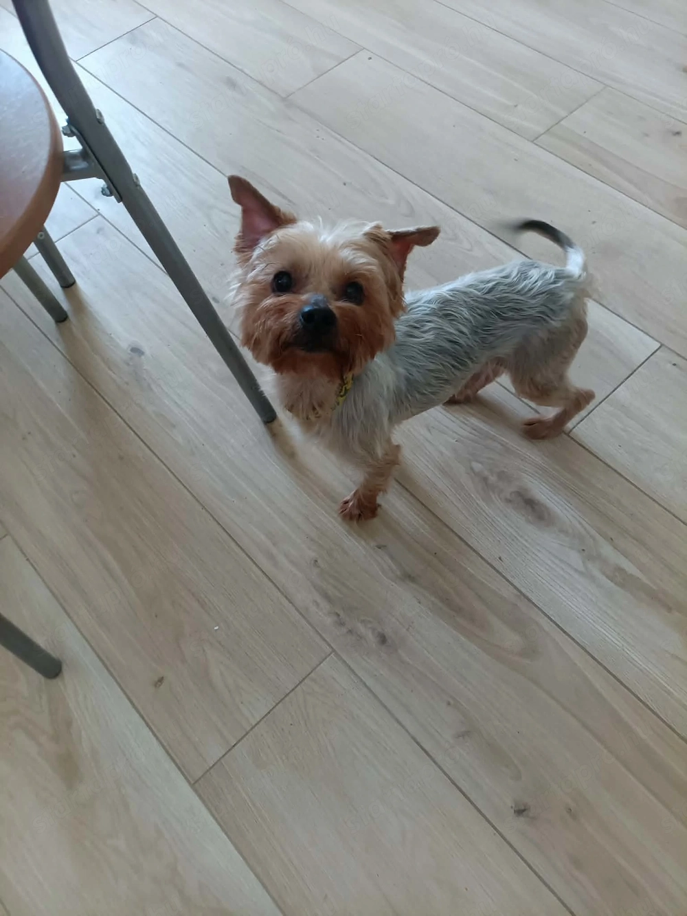 Ivartalanított, oltott, chipes yorkie kan