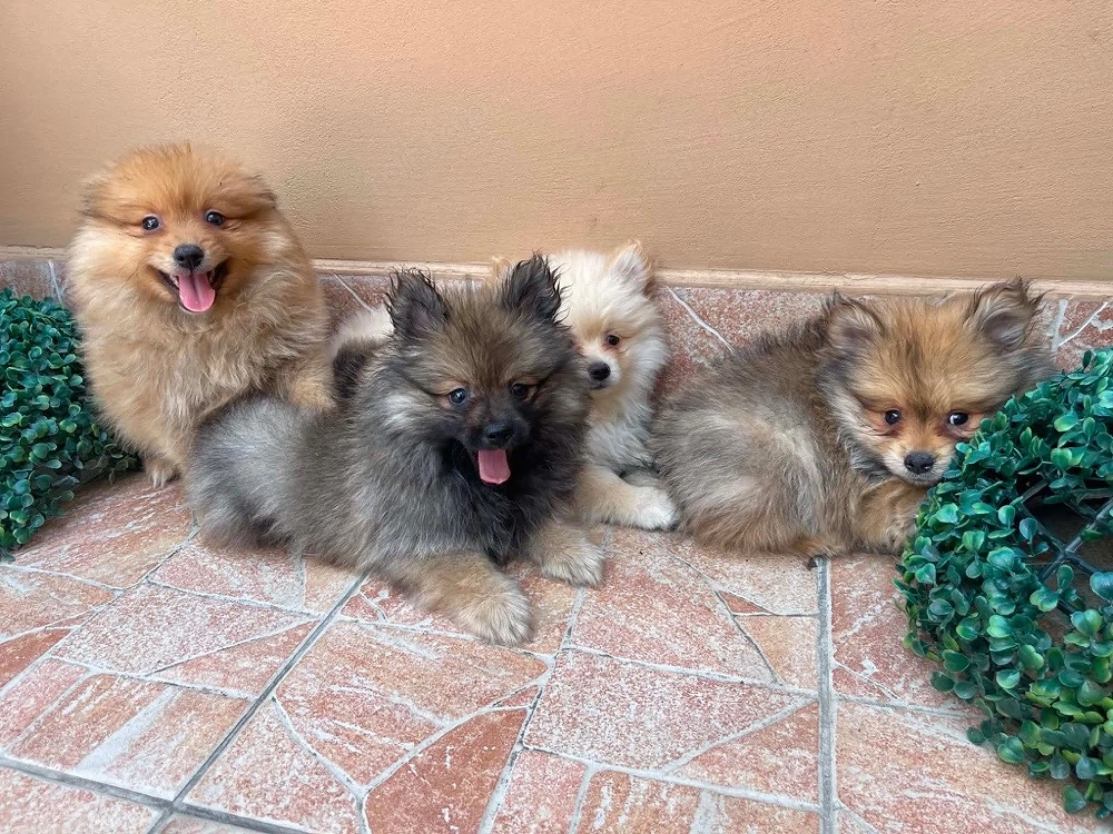 Pomerániai Törpe Spitz kiskutyák Pomerániai Törpespicc Pomerániai Törpespitz kiskutyák